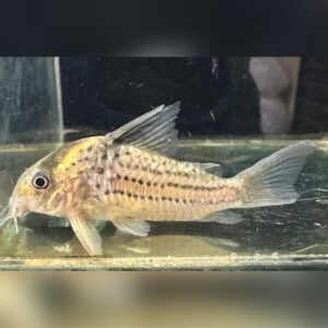 コリドラス・シュワルツィ タパジョス（Corydoras schwartzi）