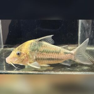 コリドラス・バイファスキアータ（Corydoras bifasciatus）