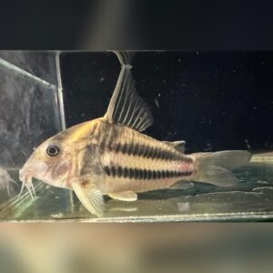 コリドラス CW127（Corydoras CW127）