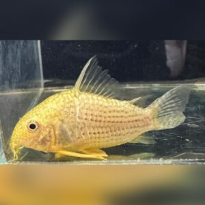 コリドラス・ステルバイ（Corydoras sterbai）