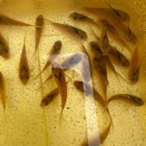 コリドラス・ヴィトーリア（Corydoras sp. "Vitória"）